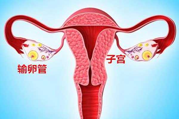香港验血测男女需要多少钱,宫腔积液如何影响辅助生殖技术中助孕过程？